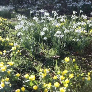 Colesbourne Park Snowdrops Print Colesbourne Park Snowdrops Print