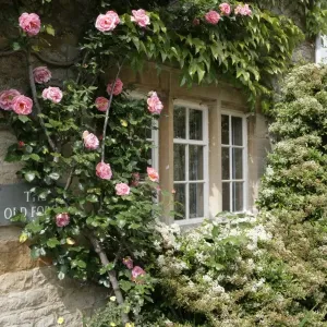 Oddington Roses Print through the windows of a Cotswold cottage Oddington Roses Print through the windows of a Cotswold cottage