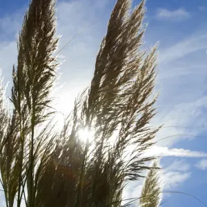 Pampas Grass Print, Cortaderia Selloana Pampas Grass Print, Cortaderia Selloana
