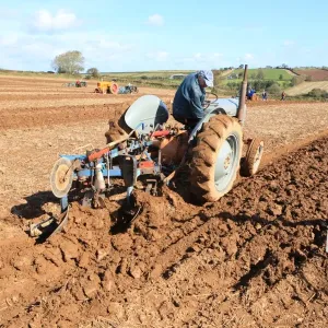 Vintage Massey Ferguson Tractor Print at Pelynt Ploughing Match Vintage Massey Ferguson Tractor Print at Pelynt Ploughing Match