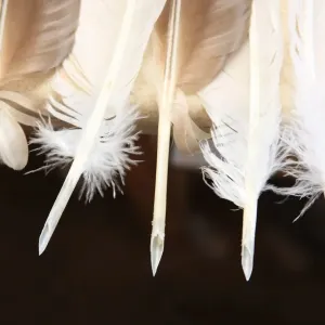 Plumes d'écriture Plumes d'écriture