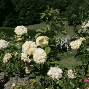 Rambler Roses Rambler Roses