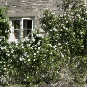 Rambler Roses Print - Moor Wood Collection Rambler Roses Print - Moor Wood Collection