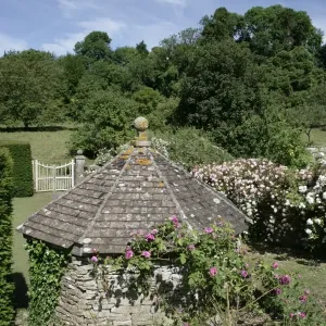 Ramblerrosen Ramblerrosen