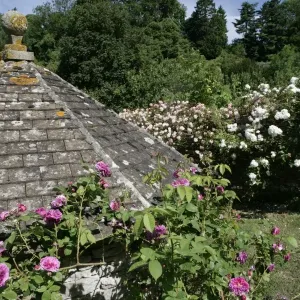 Ramblerrosen Ramblerrosen