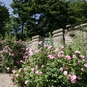 Rambler Roses Rambler Roses