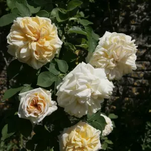 Rambler Roses Print: Moor Wood Collection Rambler Roses Print: Moor Wood Collection