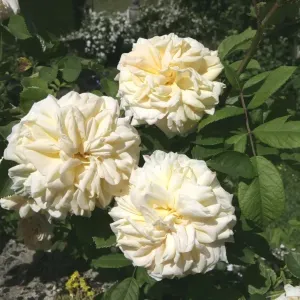 Rambler Roses Rambler Roses