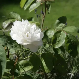 Rambler Roses Print - GRUSS AN ZAUBERN Rambler Roses Print - GRUSS AN ZAUBERN