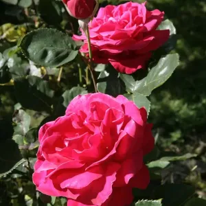 Rambler Roses (OLIVET) Print Rambler Roses (OLIVET) Print
