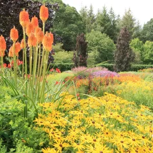 Rosemoor Garden Print in Vibrant Colours Rosemoor Garden Print in Vibrant Colours