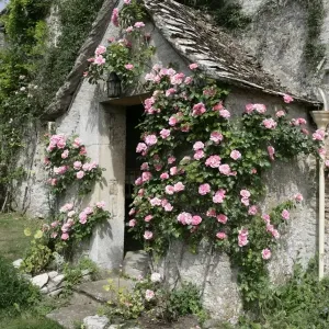 Roses Roses