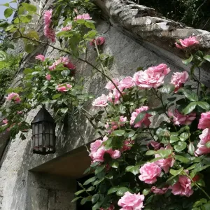 Roses Surround an Old Farmhouse Doorway Print Roses Surround an Old Farmhouse Doorway Print