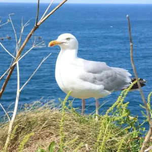 Print of A Sea Gull at Port Isaac Print of A Sea Gull at Port Isaac