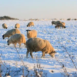 Sheep Sheep