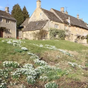 Snowdrops Snowdrops