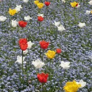 Spring Tulips Spring Tulips