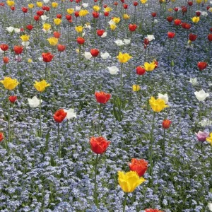 Spring Tulips Print - A Swindon Garden Scene Spring Tulips Print - A Swindon Garden Scene