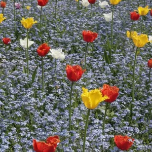 Spring Tulips Spring Tulips
