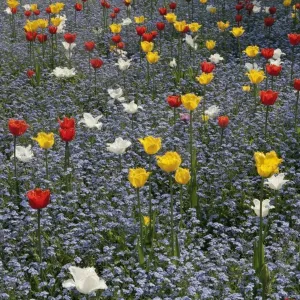 Spring Tulips Print - Old Town Swindon Garden Scene Spring Tulips Print - Old Town Swindon Garden Scene