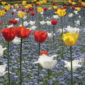 Spring Tulips Spring Tulips