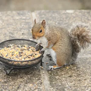 Squirrel Print from Garden Cottage Looe Squirrel Print from Garden Cottage Looe