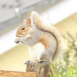 Squirrel Print from Garden Cottage Looe Squirrel Print from Garden Cottage Looe