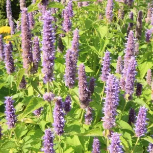 Salvia Print, RHS Rosemoor Garden Scene Salvia Print, RHS Rosemoor Garden Scene
