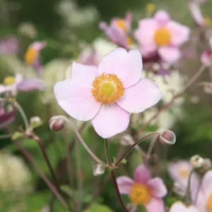 Summer Flowers Summer Flowers