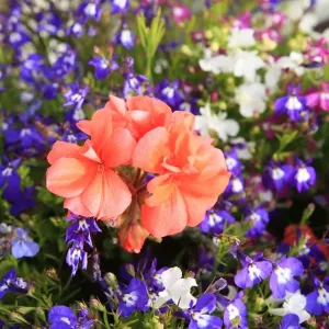 Summer Flowers Summer Flowers