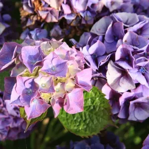 Summer Flowers Summer Flowers