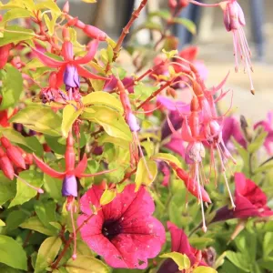 Summer Flowers Summer Flowers