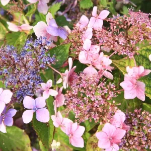 Summer Flowers Summer Flowers