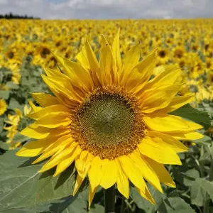 Sunflowers Print - Cotswolds Landscape Sunflowers Print - Cotswolds Landscape