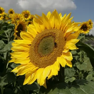 Sunflowers Sunflowers