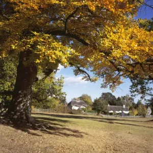 SWAN GREEN