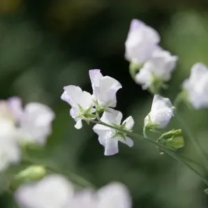 Sweet Pea Print - Cottage Garden in the Cotswolds Sweet Pea Print - Cottage Garden in the Cotswolds