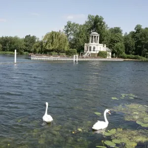 Temple Island Two Swans Print on River Thames Temple Island Two Swans Print on River Thames