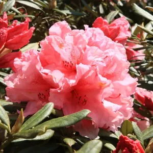 Trewithen House Rhododendrons Print Trewithen House Rhododendrons Print