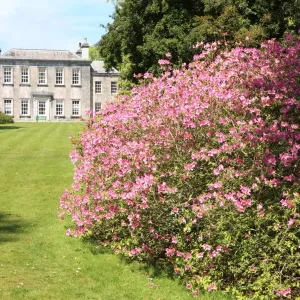 Trewithen House Trewithen House