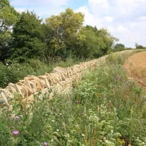 Walling Walling