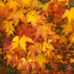 Westonbirt Autumn Colours Print Westonbirt Autumn Colours Print