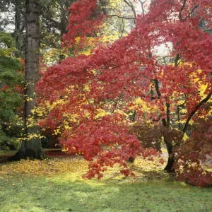 Westonbirt Autumn Trees Print Westonbirt Autumn Trees Print
