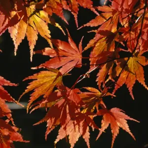Westonbirt Autumn Trees Print Westonbirt Autumn Trees Print