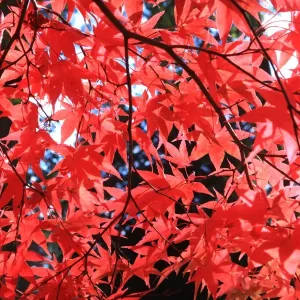 Westonbirt Autumn Trees Print Westonbirt Autumn Trees Print