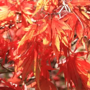 Westonbirt Autumn Trees Print Westonbirt Autumn Trees Print