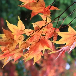 Westonbirt Autumn Trees Print Westonbirt Autumn Trees Print