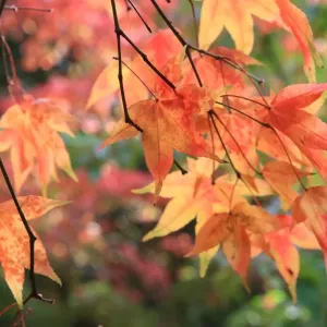 Westonbirt Arboretum Autumn Tree Print Westonbirt Arboretum Autumn Tree Print