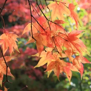 Westonbirt Autumn Trees Print Westonbirt Autumn Trees Print
