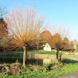 Westwell Winter Scene Print Westwell Winter Scene Print